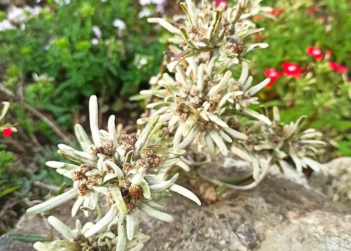 Edelweiss * Massac