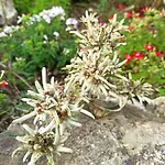 Edelweiss * Massac
