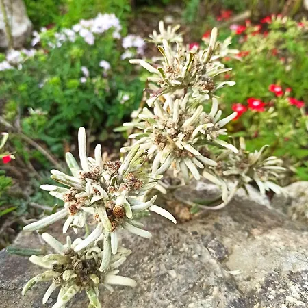 Edelweiss * Massac